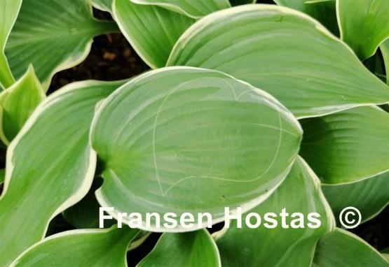 Hosta Femme Fatal